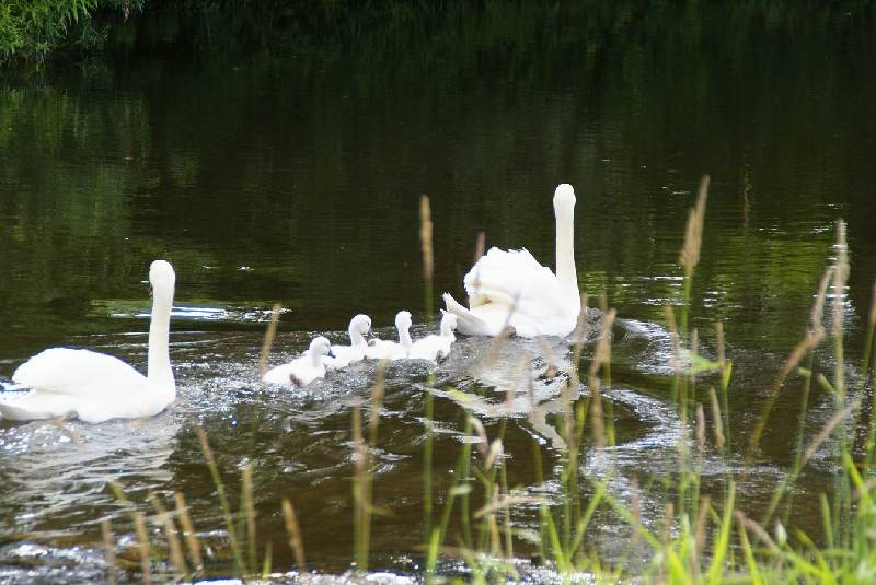 Schwaene auf der Sauer Bild Nr.047